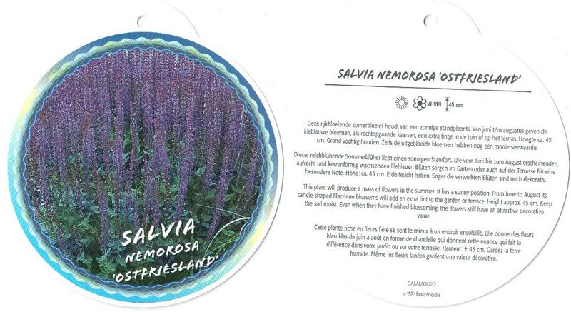 Файл:Salvia nemorosa Ostfriesland label 2013 05 15.jpg