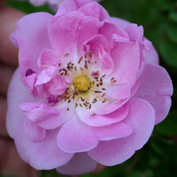 Файл:Rosa spinosissima Poppius 2020-06-17.jpg