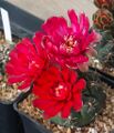 Gymnocalycium baldianum, 2025-05-12