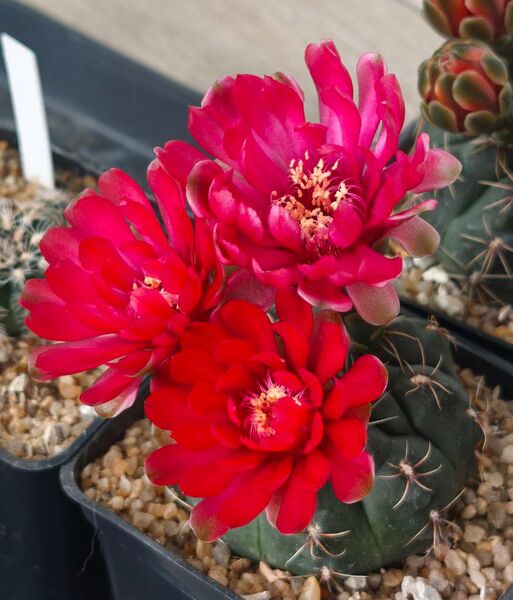 Файл:Gymnocalycium baldianum 2025-05-12.jpg