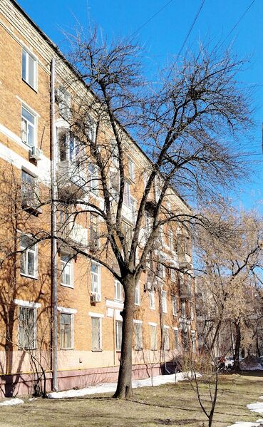 Файл:Груша партия №3 дерево 2026-03-19.jpg