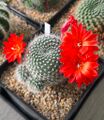 Rebutia krainziana v. orange, 2025-05-12