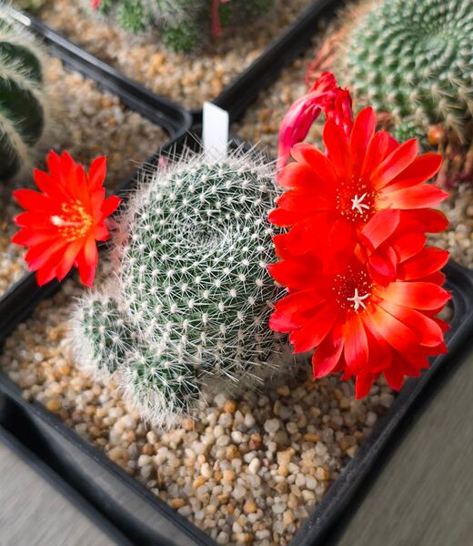 Файл:Rebutia krainziana v. orange 2025-05-12.jpg