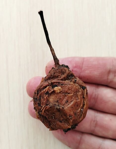 Файл:Груша партия №3 плод 2026-03-19.jpg