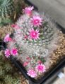 Mammillaria bocasana cv. Lotta Haage, 2025-05-12