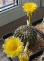 Lobivia aurea v. sierragrandensis LF92, 2025-05-12