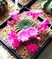 Rebutia violaciflora, 2025-04-05