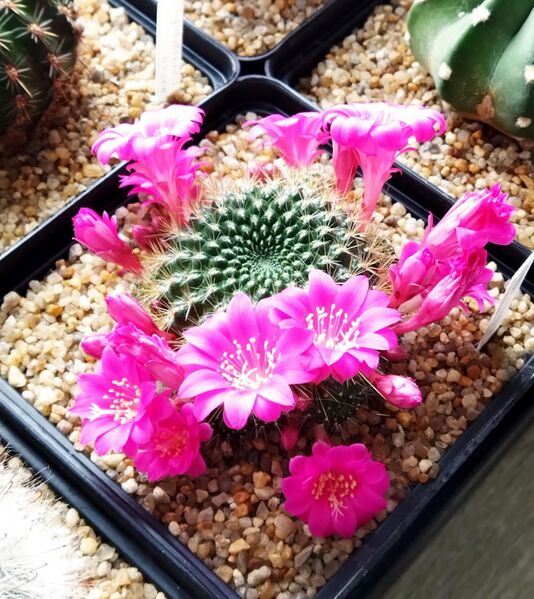 Файл:Rebutia violaciflora 2025-04-05.jpg