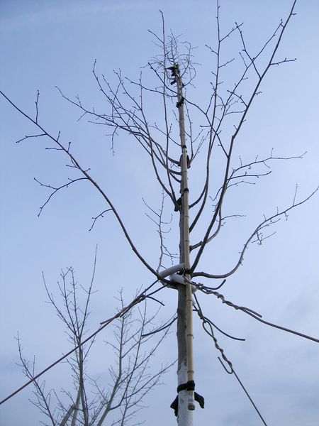Файл:Tilia europaea Pallida 2012 04 21.jpg